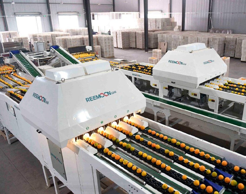 “日選400噸果，僅需100人，褚橙是這樣做到標準化的