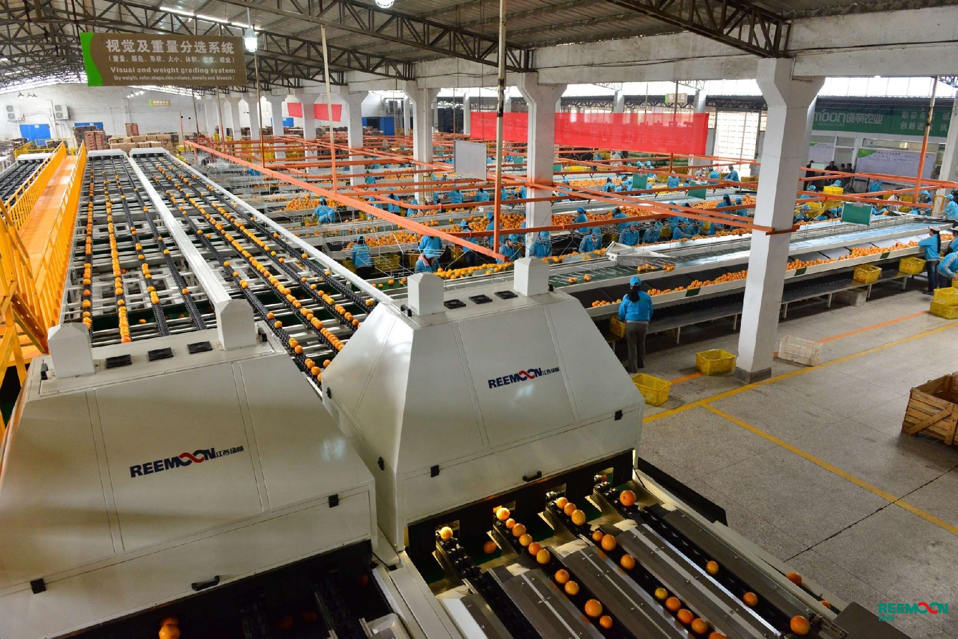 1600855107783841.jpg 臍橙20.JPG