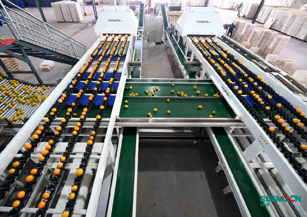 “十里西疇熟稻香，槿花籬落竹絲長，垂垂山果掛青黃。”在贛南的某一處丘陵，綿延不絕的梯田上綠意延伸，墨綠的樹葉隨風擺動，葉與葉的間隙中一個個青澀的臍橙正探頭探腦。原本默默無聞的贛南靠著臍橙慢慢走進國人的眼界，就在上個月贛南臍橙成功入選中歐地理標志首批保護清單。是什么讓贛南臍橙從名不見經傳到路人皆知？贛