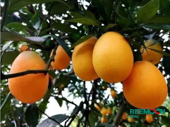 經過水果分揀設備排序后，一個橘子賣到8元！傍晚時分，一輛卡車停靠，剛從合作社和農民手中收來的臍橙被運到湖北省秭歸縣秭歸數字化臍橙分揀示范基地，開始了自己的智能水果分揀之路。進入智能水果分揀設備傳送帶后，進行清洗烘干、照片追蹤、數據采集、智能分揀.短短幾分鐘，不同大小、不同品質的臍橙，按照大小、