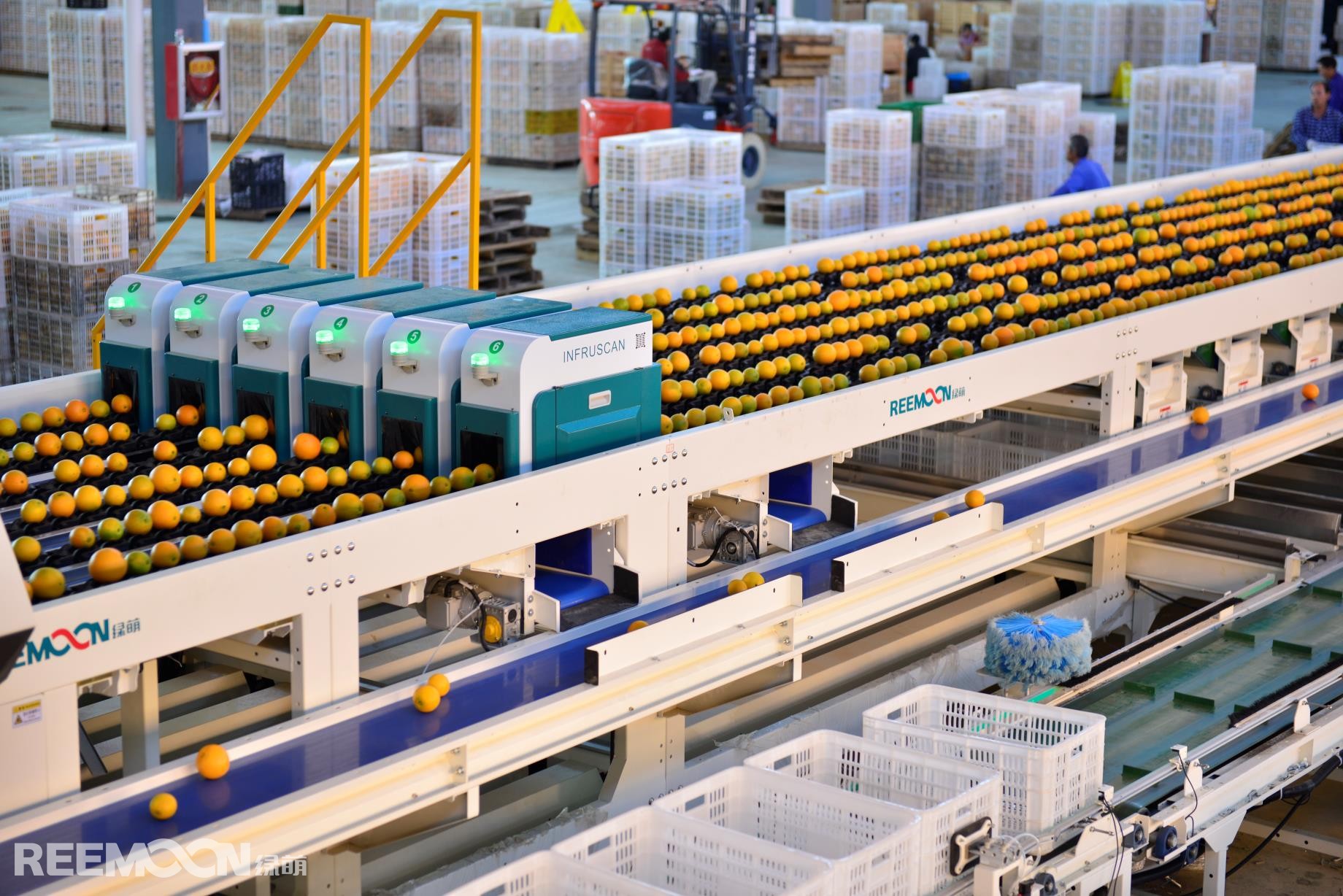 1614328708506962.jpg 臍橙 柑橘 冰糖橙 內(nèi)部品質(zhì)分選通用.jpg