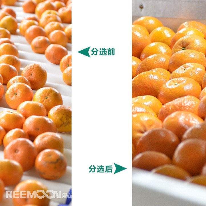 桂林興安引入綠萌沃柑智能分選線，給沃柑“做CT”，實現自動化、智能化分揀，讓效率翻一番、效益翻一番。嚴格把控沃柑品質，持續為消費者輸送質量穩定的成品。
