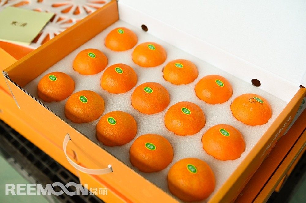 紅美人——曾經(jīng)論個(gè)賣，賣到百元一個(gè),由此，“紅美人”也獲得了橘中“愛(ài)馬仕”的稱呼。原產(chǎn)于日本愛(ài)媛縣的紅美人，是雜交了數(shù)代的柑桔新品種；人氣非常高，精品要賣到130元一顆……浙江，是中國(guó)引種紅美人較早的地方，浙江東浦農(nóng)業(yè)在2014年種植紅美人130多畝，全部都是按照設(shè)施栽培的。由于地處沿海地區(qū)，在土壤方面營(yíng)養(yǎng)比較