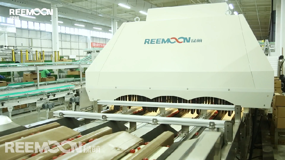 圣女果口感獨(dú)特，營(yíng)養(yǎng)價(jià)值豐富，深受消費(fèi)者喜愛(ài)，市場(chǎng)前景廣闊，我國(guó)多地有種植。凱盛浩豐（德州）智慧農(nóng)業(yè)有限公司（以下簡(jiǎn)稱凱盛浩豐）出貨的圣女果每盒大小一致、顏色均勻、皮表光澤、果肉新鮮。據(jù)悉，凱盛浩豐搭建的智慧農(nóng)業(yè)大棚目前是全國(guó)單體面積最大的蔬菜大棚，凱盛浩豐與盒馬鮮生、京津冀各大商超等合作，提