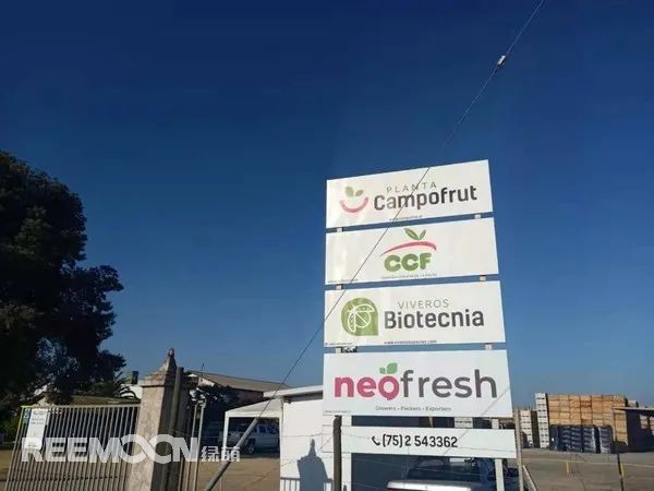 1618305813191138.jpg 獼猴桃2.jpg