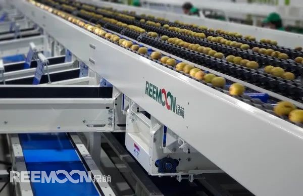 1618305821181039.jpg 獼猴桃3.jpg