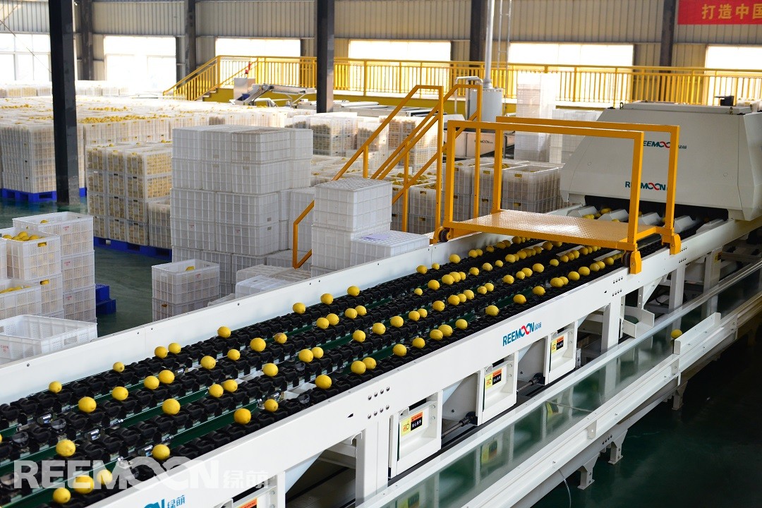 1618649808389938.jpg 檸檬1.jpg