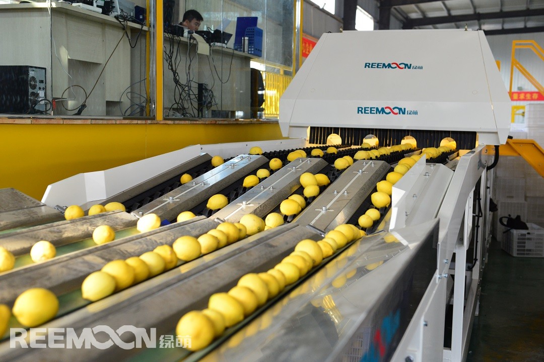 1618649862201096.jpg 檸檬.jpg