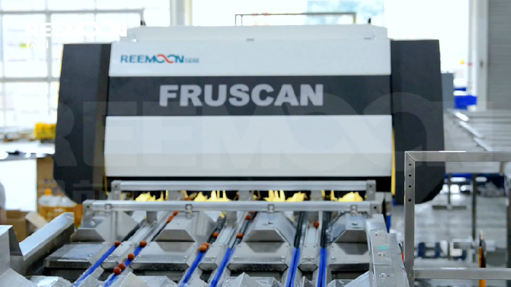 廣東是世界最大的荔枝產(chǎn)地，是種植荔枝最久的地區(qū)，已有2000多年的種植歷史，據(jù)不完全統(tǒng)計，廣東高州荔枝產(chǎn)量占全球產(chǎn)量的十分之一，素有千年荔鄉(xiāng)的美譽。廣東致力打造全國最強的荔枝產(chǎn)業(yè)集群，從生產(chǎn)、加工、銷售，到文化創(chuàng)意、休閑旅游等方面，已形成了較完整的產(chǎn)業(yè)鏈隨著新時代的發(fā)展，中國果蔬消費水平不斷提高，