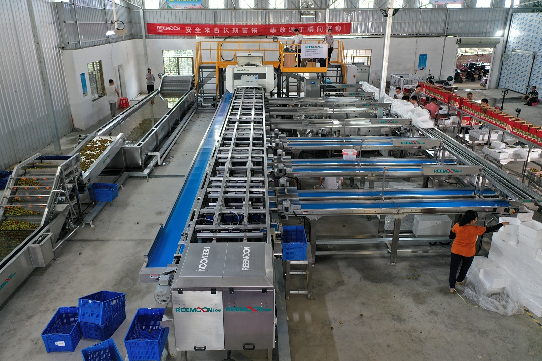 1621503984175129.jpg 荔枝分選3.jpg