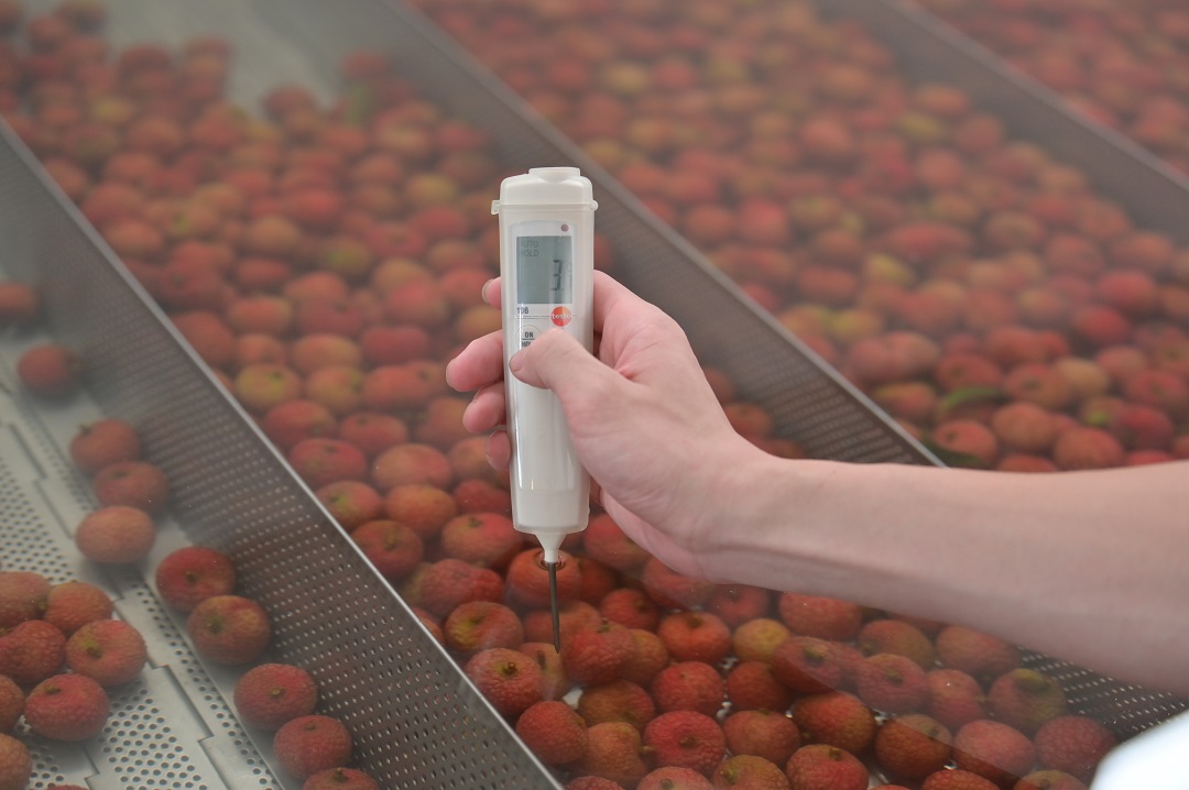 1621504129295150.jpg 荔枝測溫度.JPG