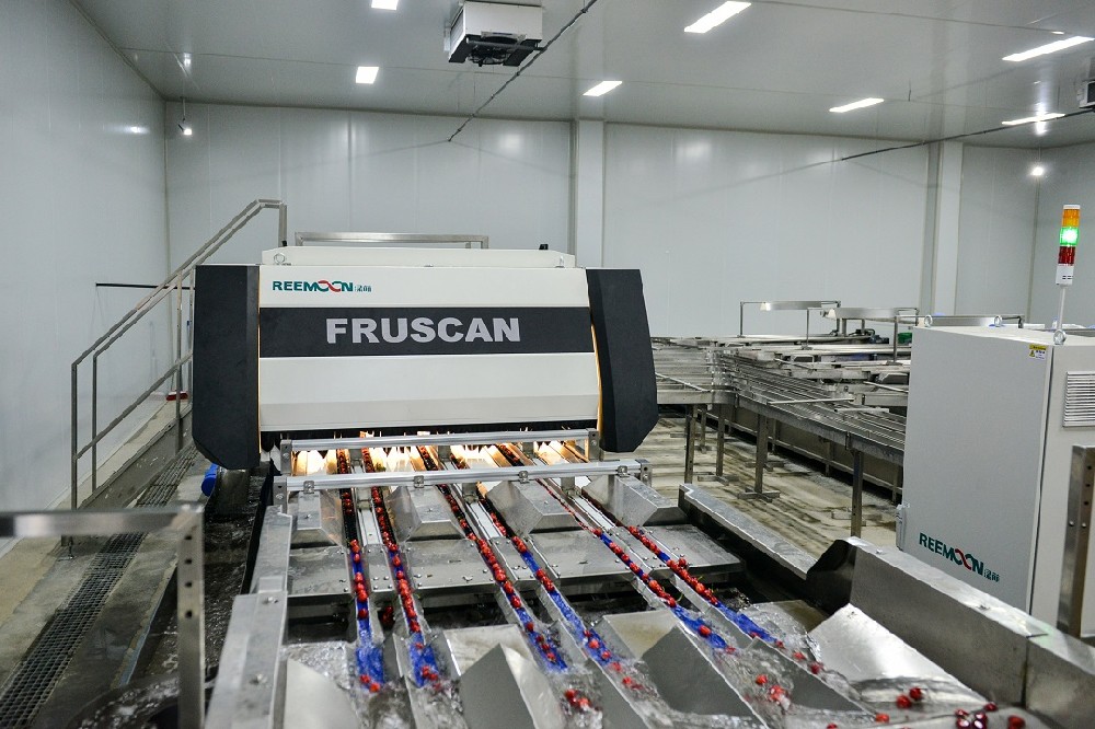 目前正是櫻桃的熱門期，消費者購買情緒高漲，售價高、銷路好，進口量大且逐年增加，從市場需求來看，櫻桃是一種極具發(fā)展?jié)摿Φ乃瑢佣嗟毓r(nóng)增收致富。目前，世界先進國家的櫻桃平均畝產(chǎn)量高，品質好，大果型硬肉優(yōu)質果占比高。中國雖然是櫻桃生產(chǎn)和消費大國，但與世界先進國家相比，中國的櫻桃平均畝產(chǎn)偏低，