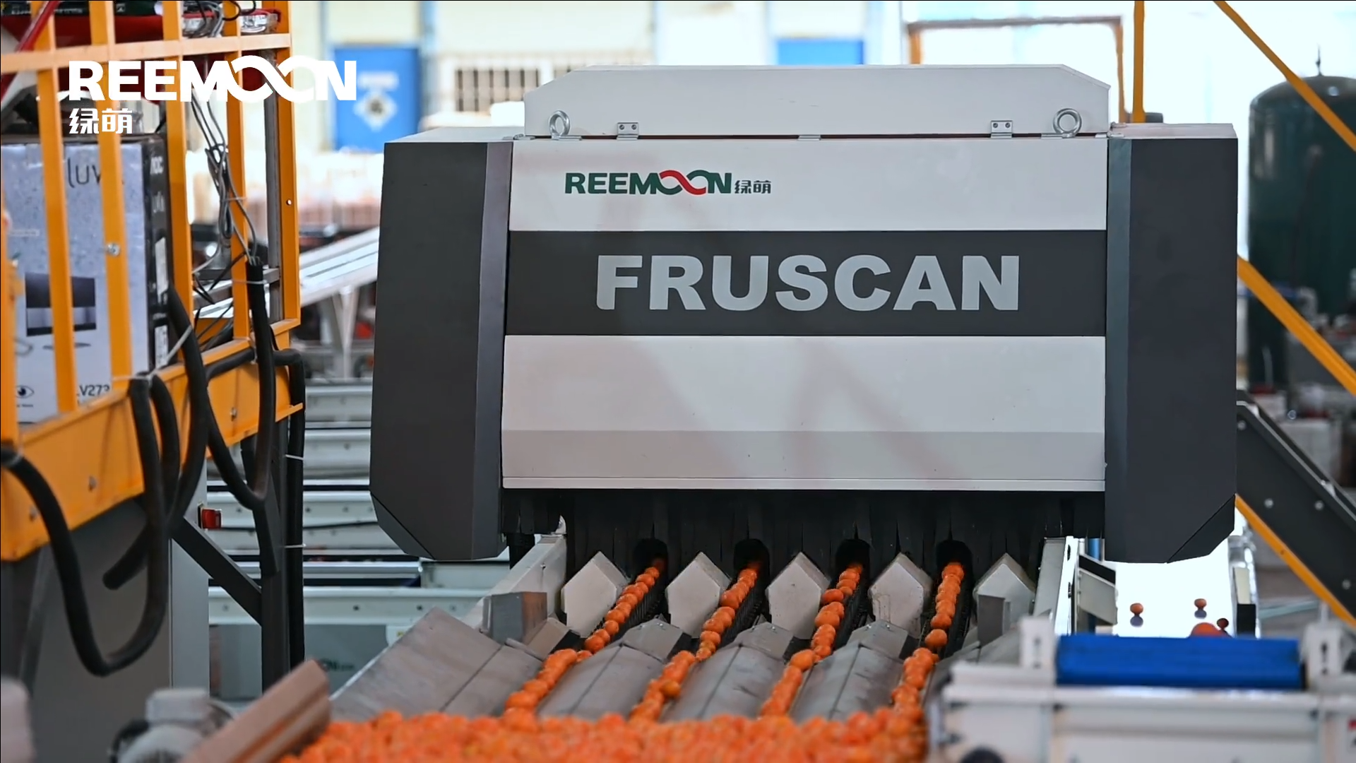 1624325782132499.png 砂糖橘.png