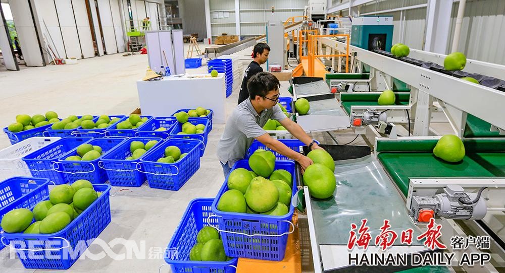 據海南日報客戶端｜記者陳元才通訊員王家專 攝影報道 視頻剪輯 吳文惠在澄邁山口青柚基地，工作人員正在護理枝頭上的柚子，該基地的柚子即將上市。海南日報記者 陳元才 攝8月13日，在澄邁山口青柚基地和“柚子夫婦”青柚基地，工作人員有的采摘青柚果打包上市，有的忙著護理枝頭上的柚子，為上市做準備，忙得不亦樂乎