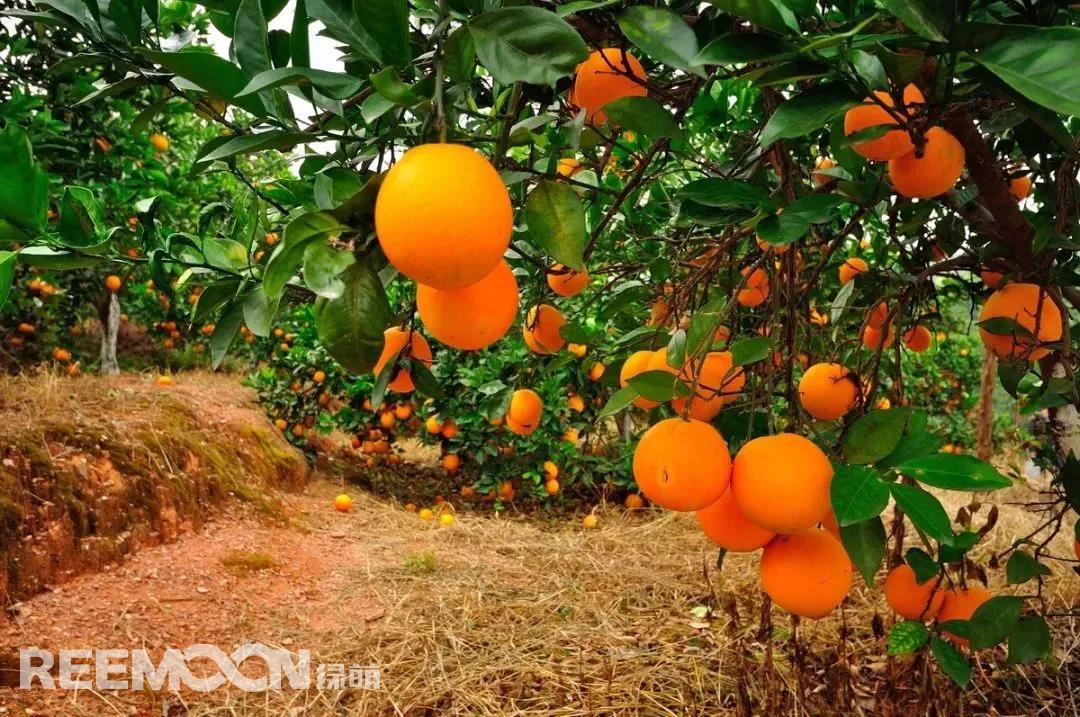 1634262965562233.jpg 7.jpg