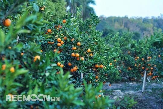 1636079612135524.jpg 柑橘2.jpg