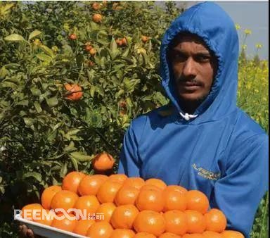 1636079635767366.jpg 柑橘3.jpg