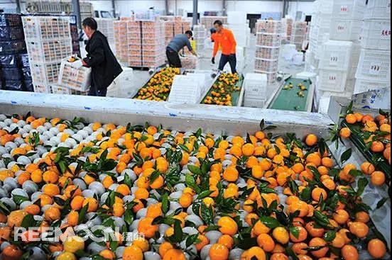 1636079664279731.jpg 柑橘4.jpg