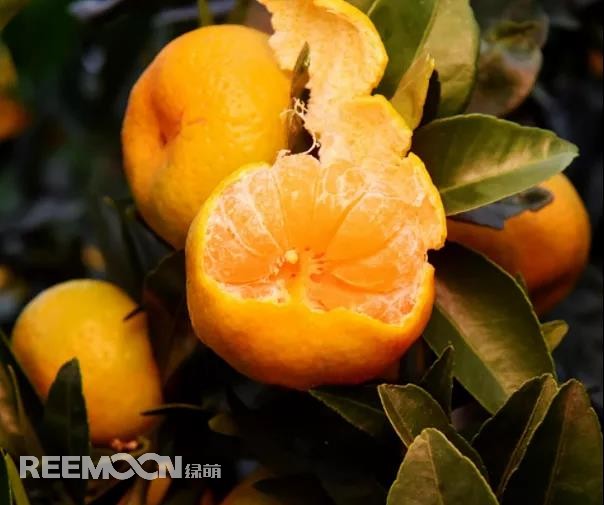 1636079749247660.jpg 柑橘8.jpg