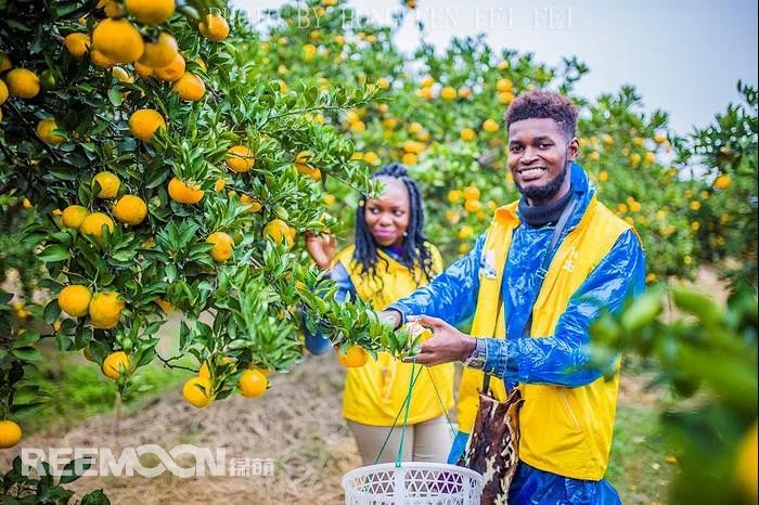 1636079776193215.jpg 柑橘9.jpg