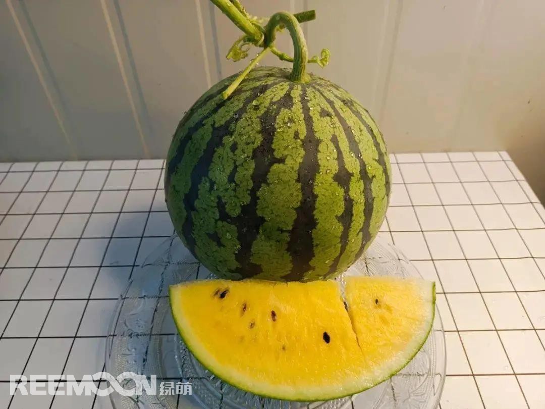 1639099109878281.jpg 圖片來(lái)源:寧波市農(nóng)科院.jpg