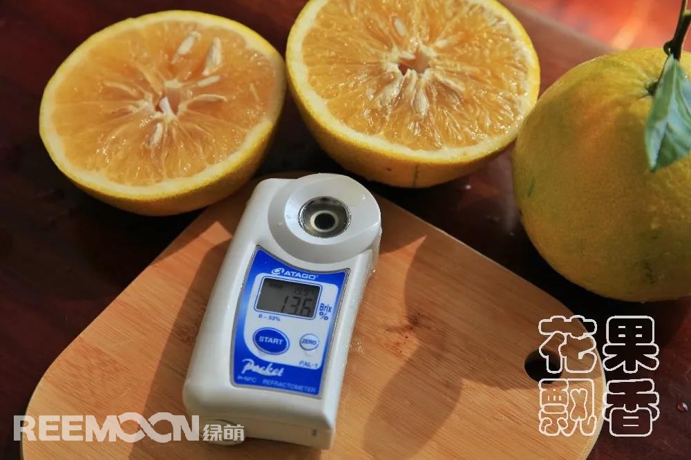 1641546181159895.jpg 糖度達到13.6%的“雞尾葡萄柚”.jpg