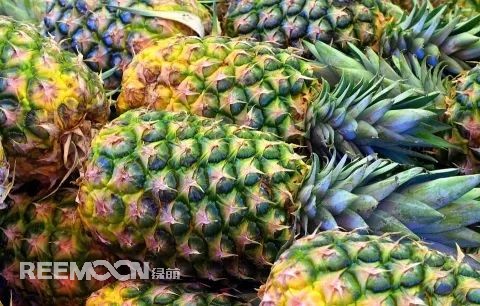 即將到來的3-5月是菠蘿大量成熟的季節，但是本月中旬已有幾十家采購商應邀前往徐聞考察，帶動起一波菠蘿采購潮。2月12日，徐聞縣向全球采購商發出《來自“菠蘿的海”的信》引發熱烈反響。十多家境內外媒體紛紛轉發點贊，不少外地采購商“搶鮮”登門。短短3天時間，已經有來自遼寧、山東、山西、陜西、四川、河南、上海等地的