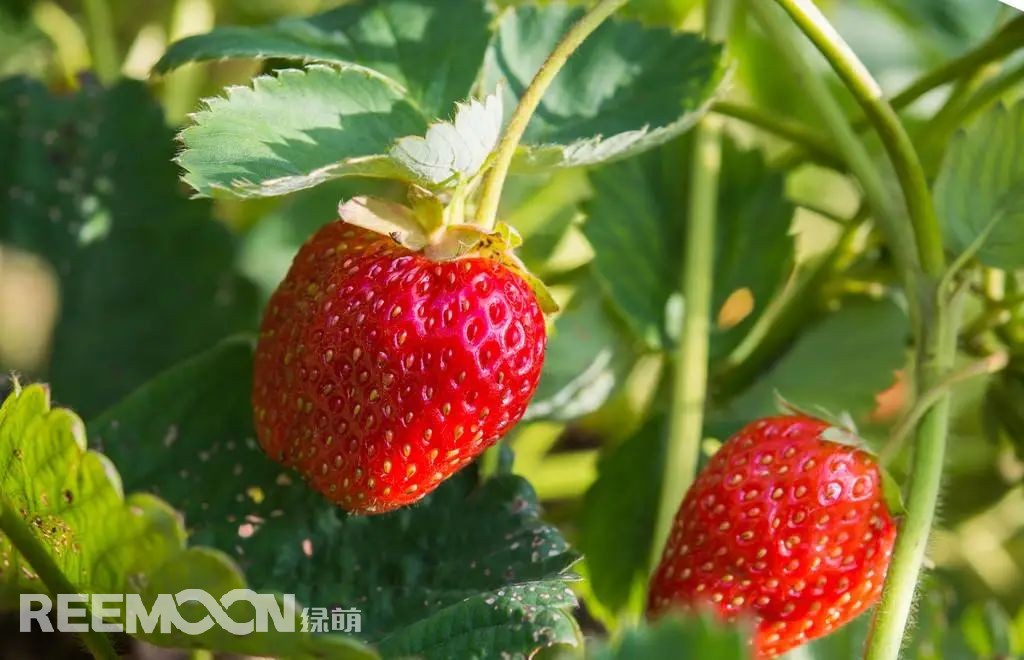 1652515953138333.jpg 1.jpg