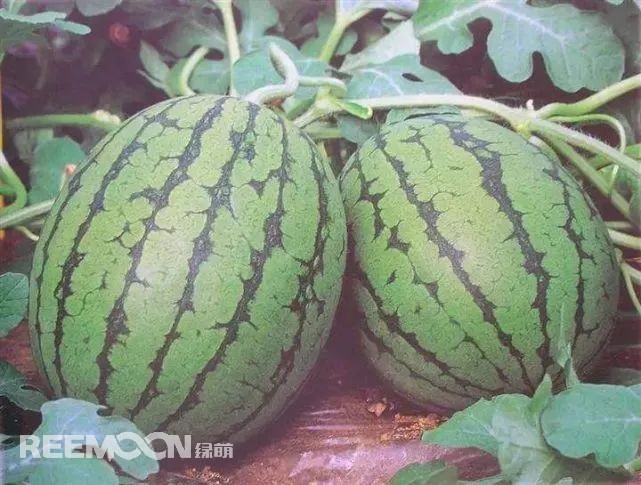 1657504547687353.jpg 4.jpg