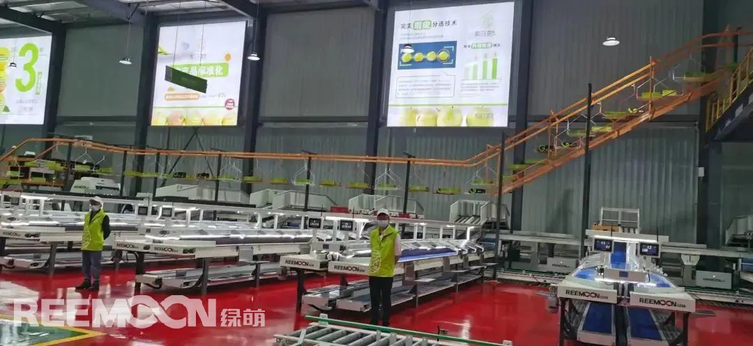 1663032443799189.jpg 圖為:綠萌玉露香梨數字化呵福式分選線.jpg