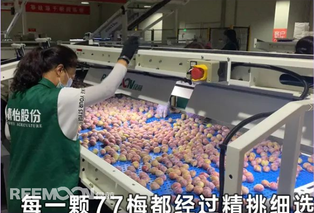 1663032981134009.png 清怡西梅.png