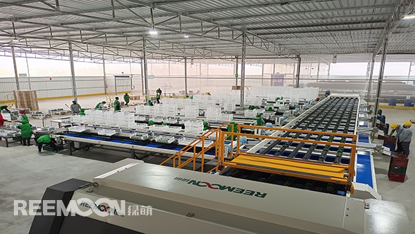 1663915509696129.jpg 秘魯牛油果1.jpg