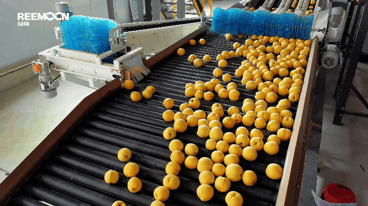 1695202962166562.gif 柔性上果.gif