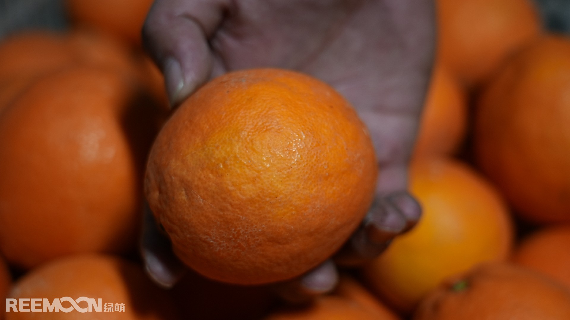 1705310005193444.jpg 臍橙內裂.JPG