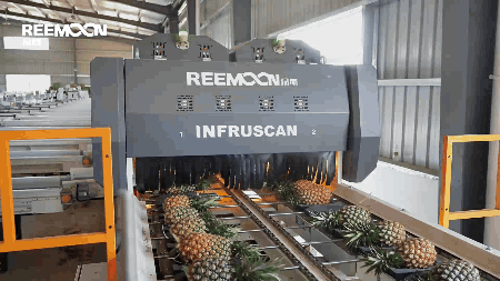 1714896987292853.gif 鳳梨分選.gif