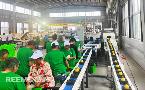 8月，紅梨飄香。在利州區(qū)龍?zhí)多l(xiāng)金鼓村，1000余平米的紅梨分揀中心內(nèi)，一筐筐大小各異的紅梨，正“排隊”進入分選生產(chǎn)線上的智能設(shè)備，很快，設(shè)備根據(jù)大小、形狀等差異將紅梨分類成3種不同規(guī)格，而工人們只需忙著裝箱、打包、搬運，將一箱箱優(yōu)質(zhì)紅梨送上運輸專線銷往全國各地。“我們的智能設(shè)備能給每顆紅梨做‘CT’,以持續(xù)穩(wěn)