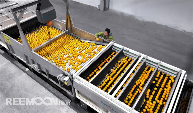 清掃污漬、自動分級、排隊打包……近日，走進位于四川仁壽經(jīng)開區(qū)的川果智慧冷鏈物流中心分選車間，只見寬闊整潔的廠房內(nèi)，一排排現(xiàn)代化的設(shè)備井然有序地排列著，工人們各司其職，為水果分選“保駕護航”。川果智慧冷鏈物流中心是一個集“倉儲、冷鏈、加工、分揀”等功能于一體、配備完善的現(xiàn)代化物流配送服務(wù)中心，致力于建