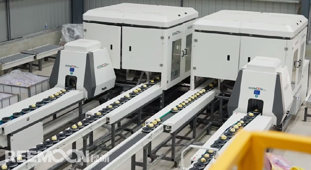 來源｜中國甘肅網(wǎng)記者｜宋芳科 呂庚青責(zé)任編輯｜任磊10月12日，位于鎮(zhèn)原縣太平鎮(zhèn)的慶陽居立蘋果自動分揀車間，新鮮采摘的維納斯蘋果正在流水線上接受“全面體檢”，從果型到大小，再到斑痕、色澤，甚至連甜度、是否壞心這些隱秘信息都逃不過機器的“法眼”。通過檢測合格的蘋果，進行定制包裝后將發(fā)往北上廣深的高端市場，帶