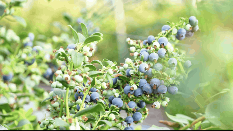 1740561606132030.gif 藍莓園.gif