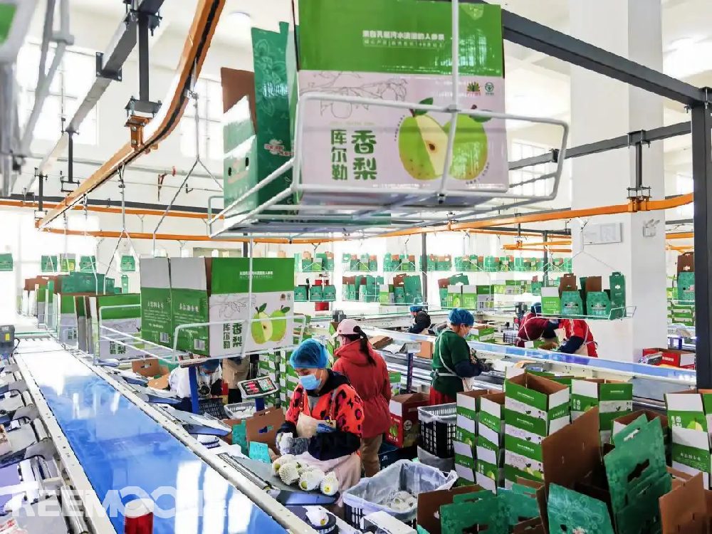 每個香梨都被放在專屬的小托盤里，從傳送帶上“走”到電腦稱重的“過道”里，被分為180克以上、160克至180克、140克至160克、120克至140克、100克至120克等各個規格，分為不同級別后，一個個香梨“躺”著被電腦指令輸送到不同的級別通道中，順著傳送帶就送到了包裝工人的手邊，他們再一個個套上保鮮紙和發泡網，頭頂上傳送的