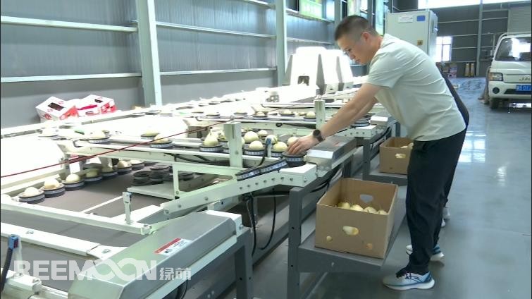 在河北樂亭縣冀東國際農產品物流中心，藏著一座充滿“黑科技”的果菜智慧分揀中心。走進這里，智能分選生產線正火力全開，奏響果菜產業升級的“科技進行曲”！以甜瓜分選為例，為避免這些個大飽滿的“甜蜜果實”在分選時受傷，生產線特意安置了柔性果杯。隨后，甜瓜們“躺”進多通道分選設備，如同接受精密CT檢查般，不僅會